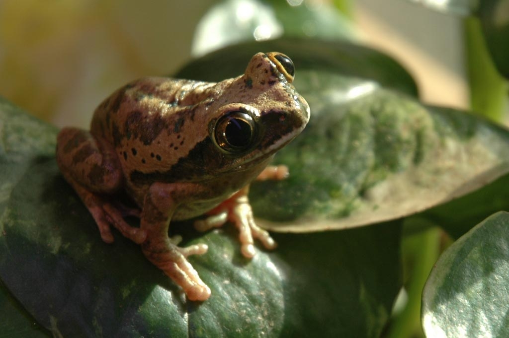 Frogs photograph. I kept tropical tree frogs. This was Lazarus. I named him that because he disappeared for an entire summer. Summers get very hot in silicon valley, so I expected to find a mummified dried up dusty frog. One day I found him fresh as a daisy, alive and well, moist and everything, on top of the tank, several months later. I assume he lived in one of the nearby plants which I water, it's the only explanation.