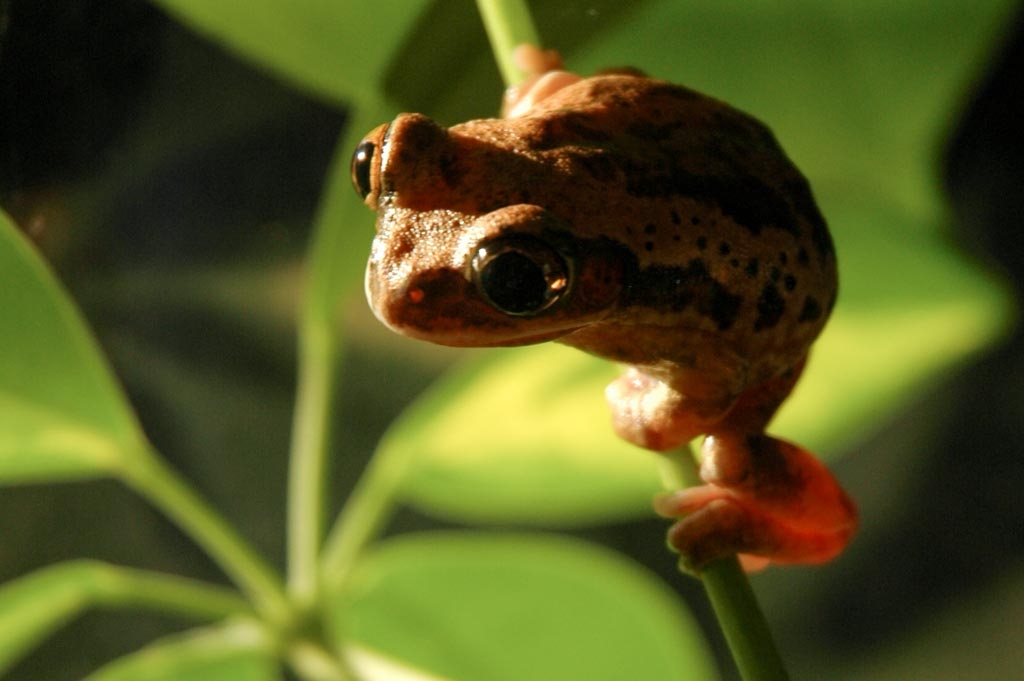 Frogs photograph. Lazarus was my green tree frog. He sometimes spent time in the plant next to the tank.