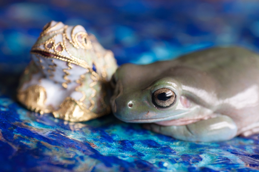 Frogs photograph. My white's tree frog posing next to the frog sculpture