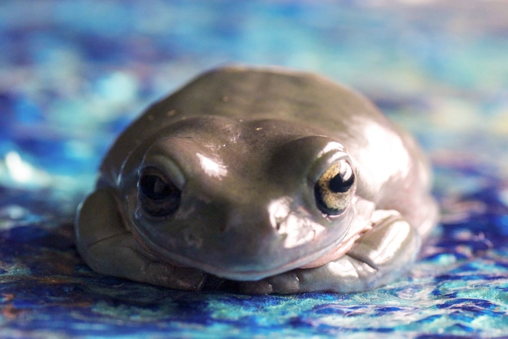 Frogs photograph. My white's tree frog sitting on a blue painting
