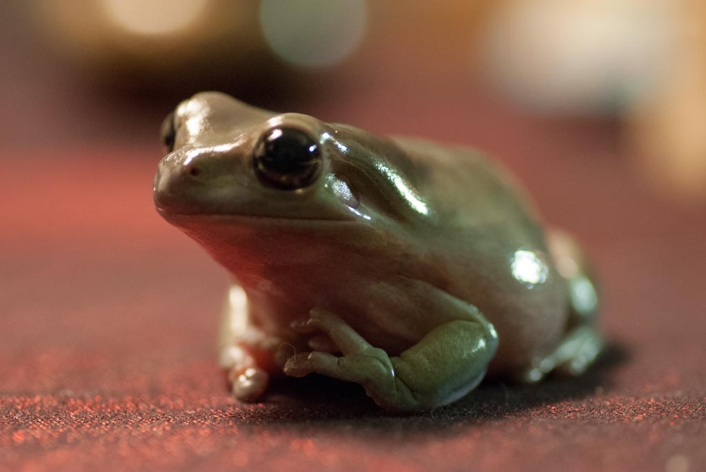 Frogs photograph. Jabba the Hutt, my tropical tree frog. He was a very good photo subject because he was very sedentary and didn't move when I wanted to photograph him. Scientific name is Litoria caerulea.
