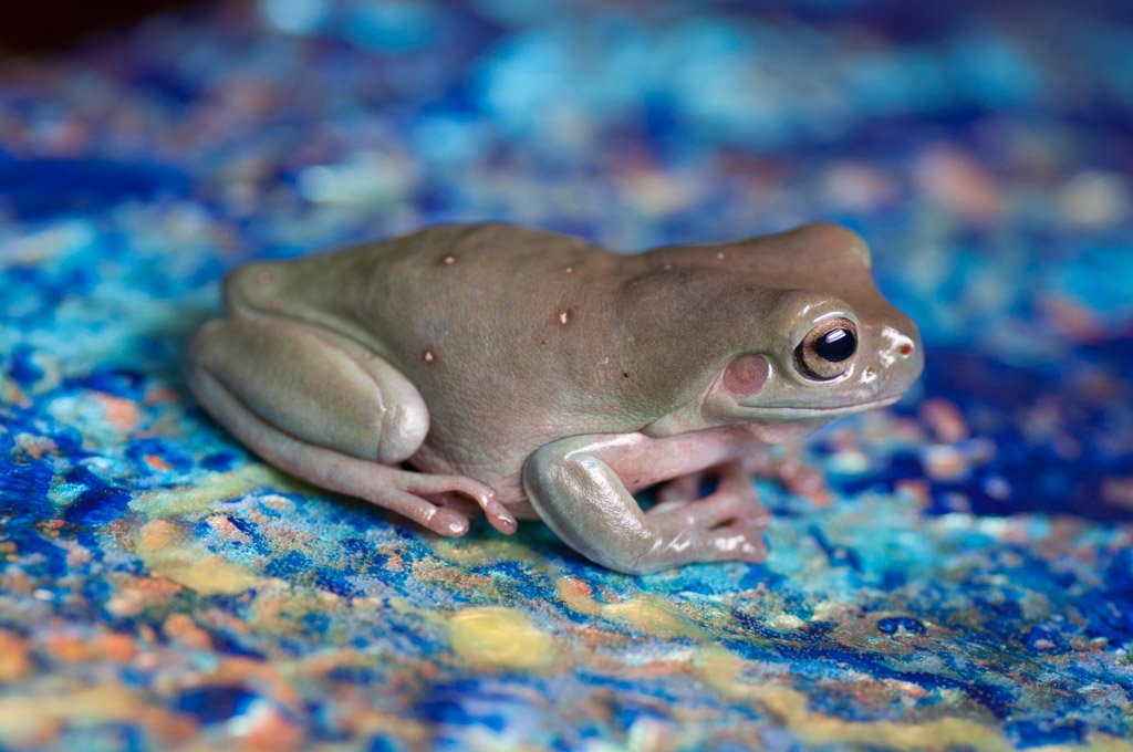 Frogs photograph. You can see the pink and green tones more clearly here. He changes colors very often.