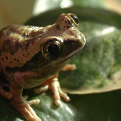 Green tree frog closeup