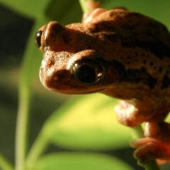 Green tree frog on a plant