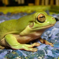 White's tree frog green detail