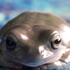 White's tree frog macro face detail