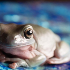 White's tree frog facing front macro