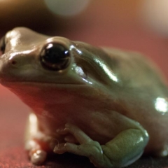 White's tree frog macro on a red background