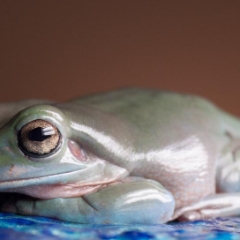 White's tree frog macro sideways