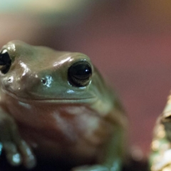 White's tree frog posing 