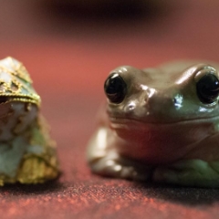 White's tree frog on a red background