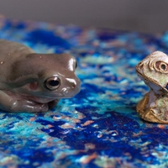 White's tree frog sideways with a little frog scupture