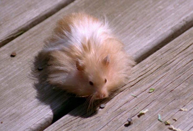 Hamsters photograph. I had a protected area backyard but it it still not natural for hamsters to be outside, so I kept a close eye on him.