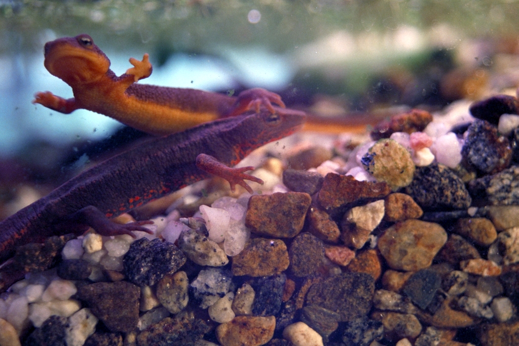 Newts photograph. That's a california newt climbing on top of him.