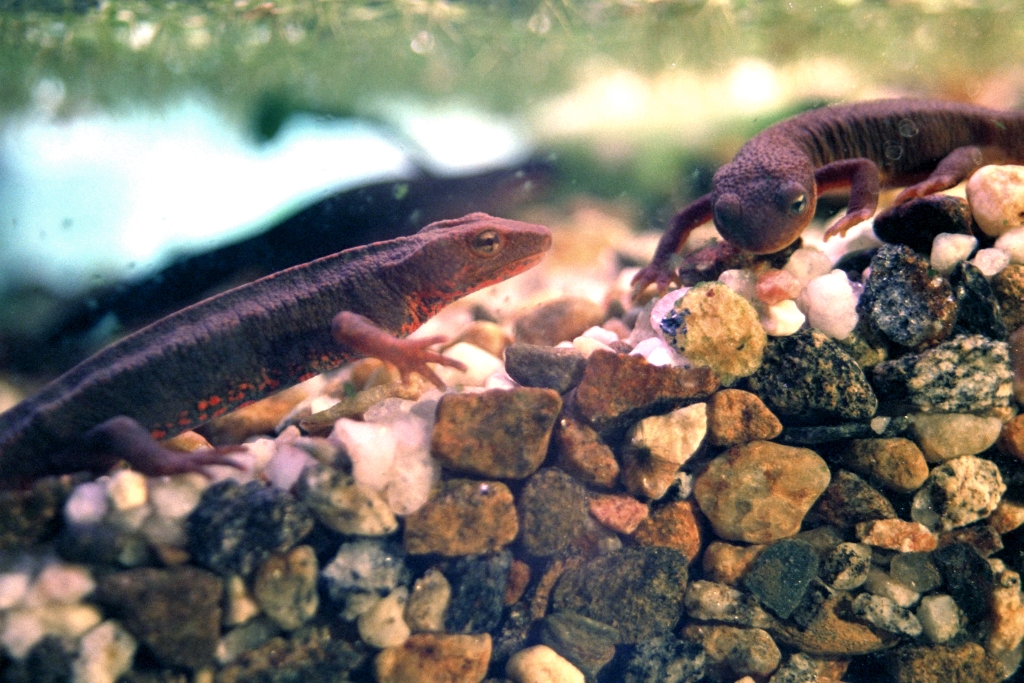 Newts photograph. 