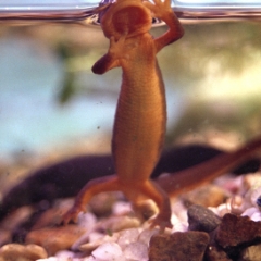 Newts