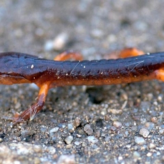 Newt at Montara Mountain