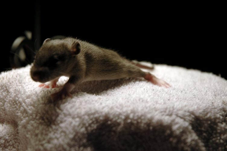 One brown baby rat photograph. Peeking over the edge is their specialty. If you need a private investigator a rat is not a bad choice.
