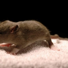 Brown baby rat smells something