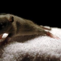 What's over there, brown baby rat?