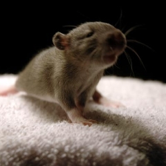 What are you looking at, brown baby rat?