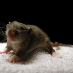 Brown baby rat sticks out his tongue