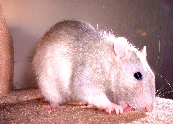 Peanut and Potato photograph. Rats like to taste things