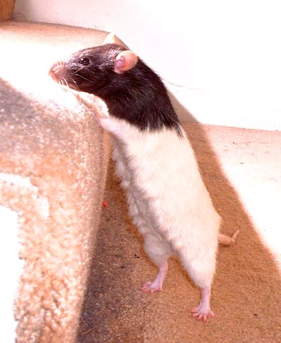 Peanut and Potato photograph. 