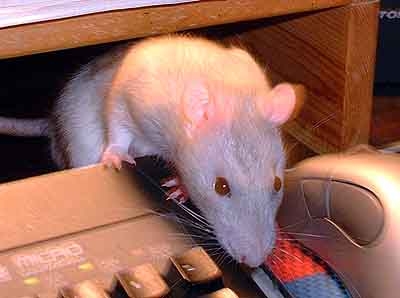 Peanut and Potato photograph. Potato investigating my keyboard