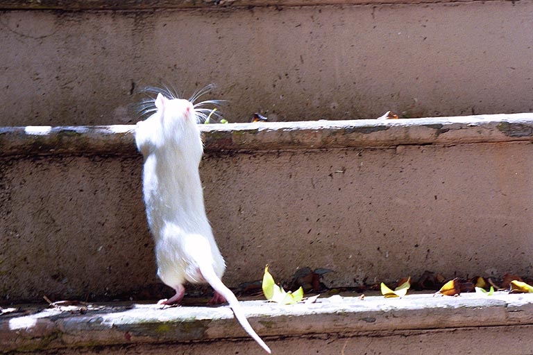 Pumpkin photograph. Climb climb
