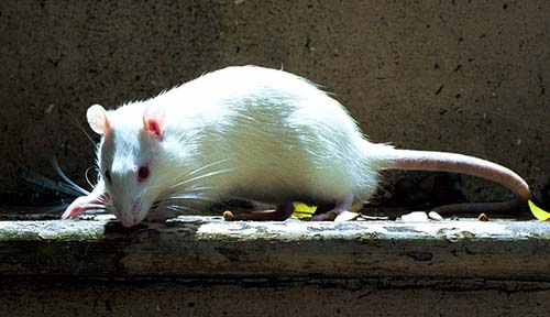 Pumpkin photograph. I took Pumpkin my pet rat to my backyard and took some photos of her playing. I often let her run free. She was very tame and would come when I called.