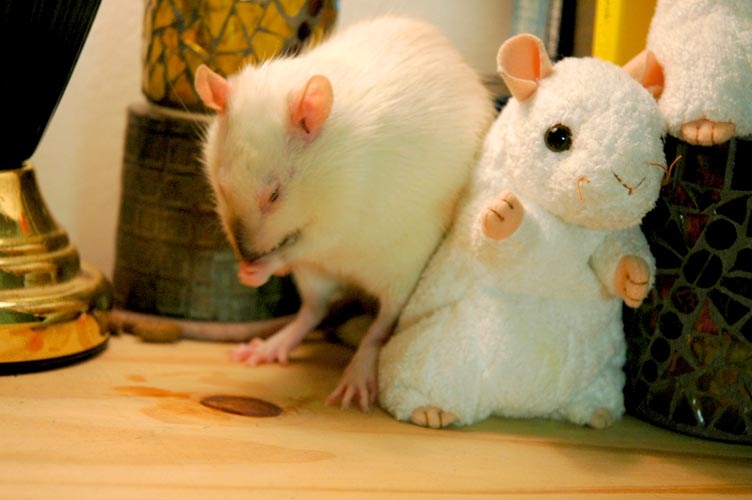 Skunks McMuffin photograph. Rats wash their faces all the time, it's a bit of an obsessive-compulsive habit. They are very tidy!