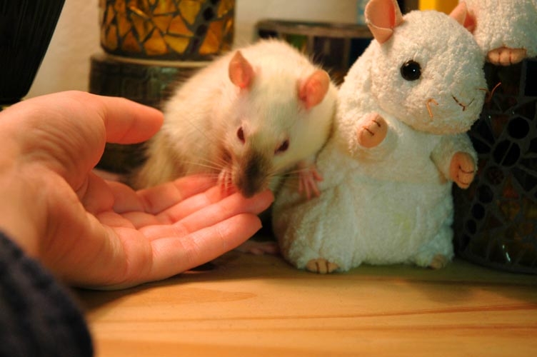 Skunks McMuffin photograph. Skunks wonders if I have anything delicious. My mom gave me those beanie babies because she knew I kept pet rats.