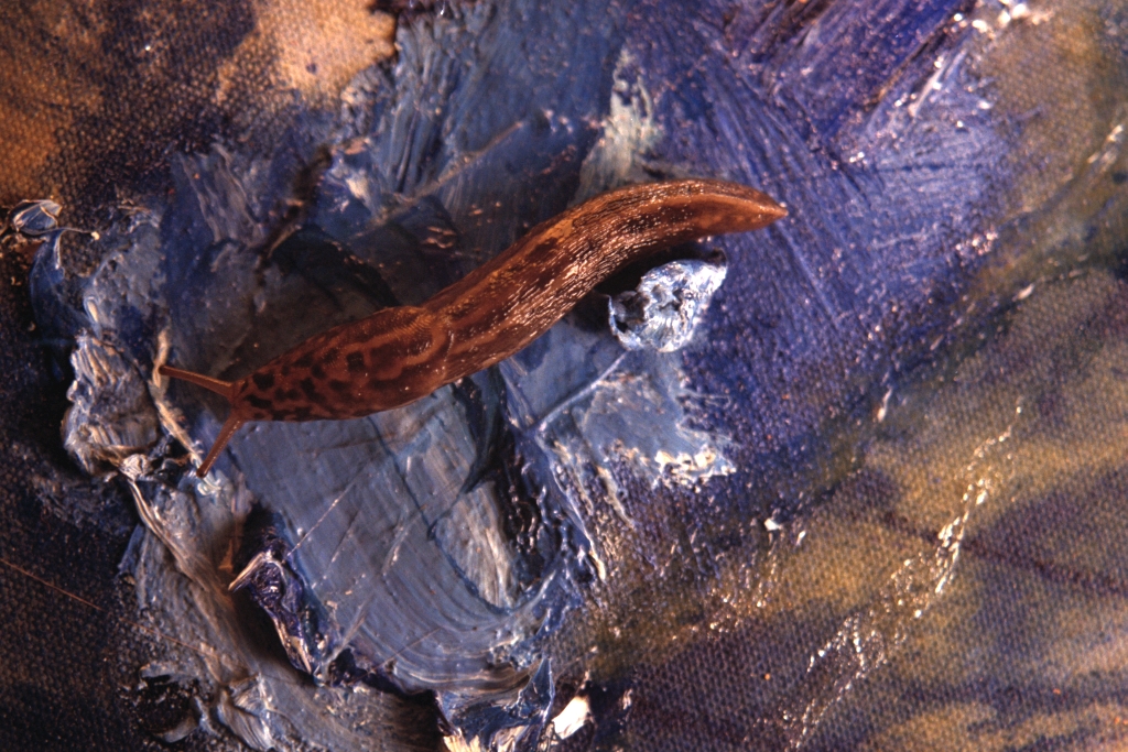Slugs photograph. 