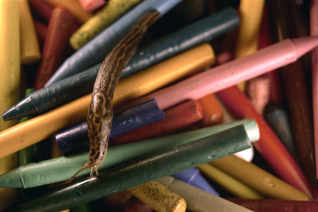 Slugs photograph. 