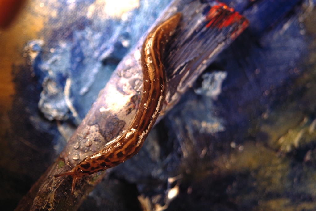 Slugs photograph. 