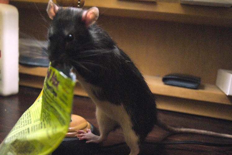 Smokey McButtons photograph. 