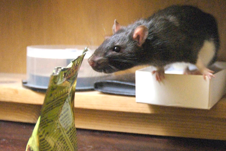 Smokey McButtons photograph. 