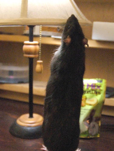 Smokey McButtons photograph. 