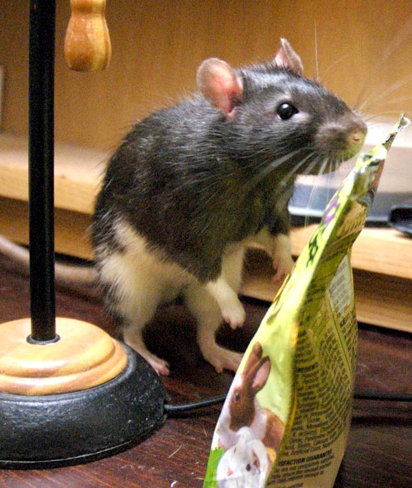 Smokey McButtons photograph. 