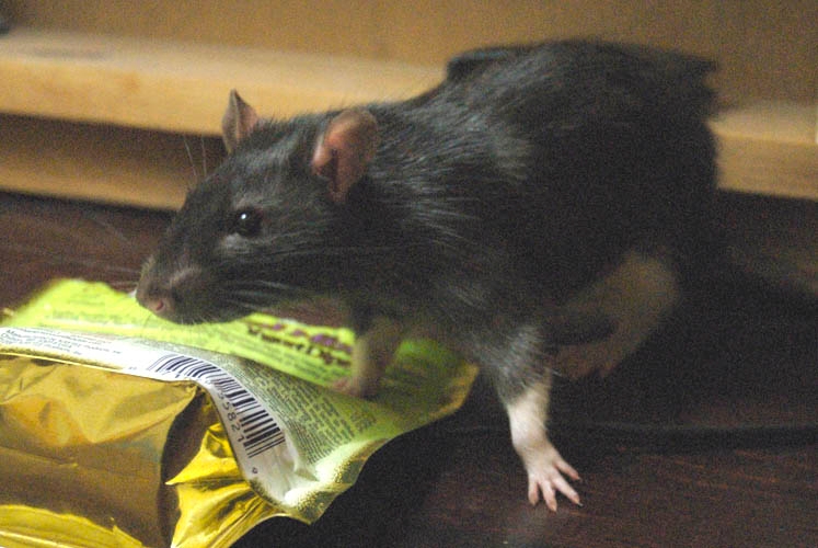 Smokey McButtons photograph. 