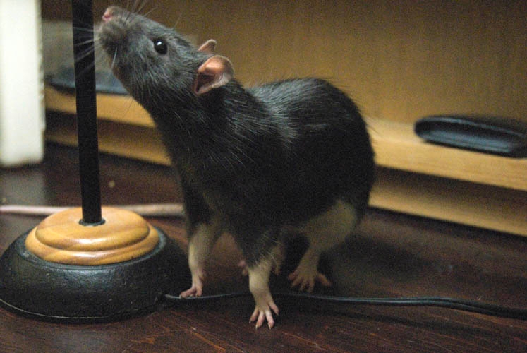 Smokey McButtons photograph. 