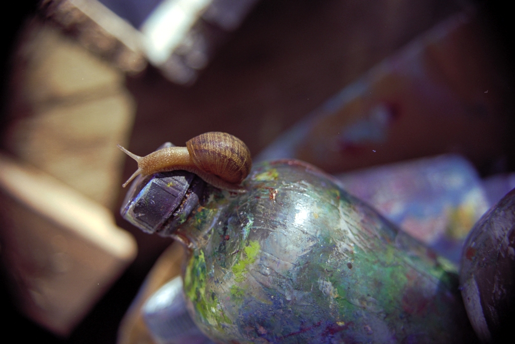 Snails photograph. 