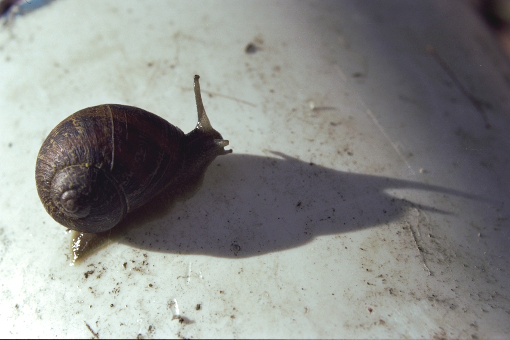 Snails photograph. 