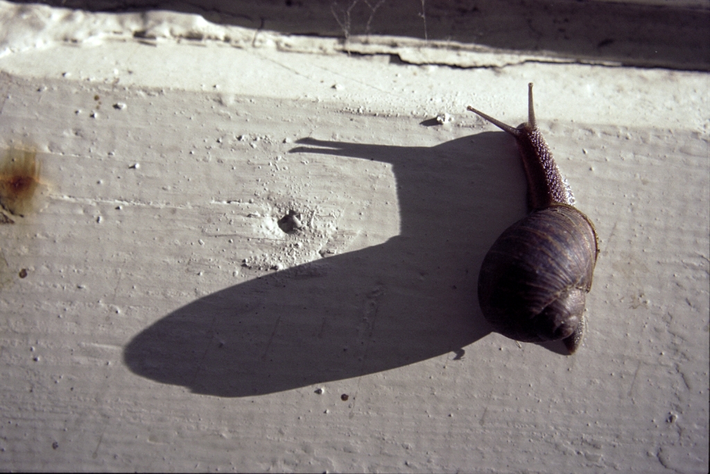 Snails photograph. 