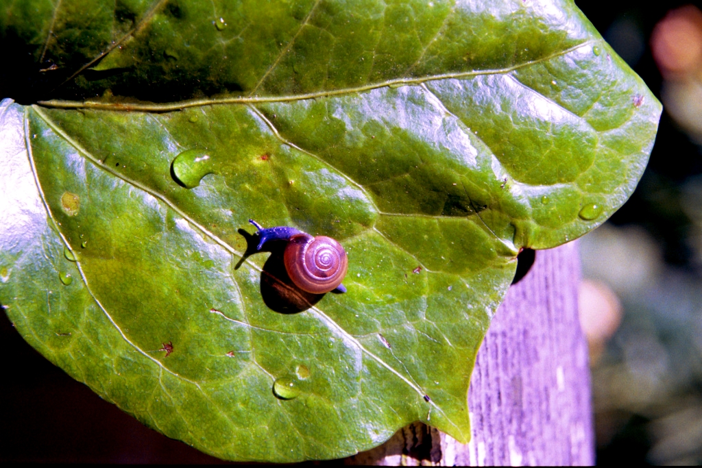 Snails photograph. 