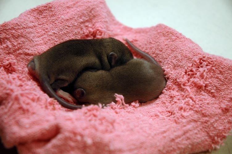 Two brown baby rats photograph. Almost relaxed