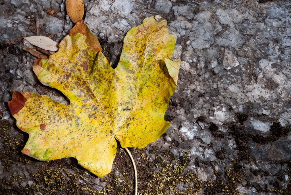 Crystal Sequoia, California photograph. 