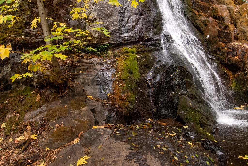 Crystal Sequoia, California photograph. 
