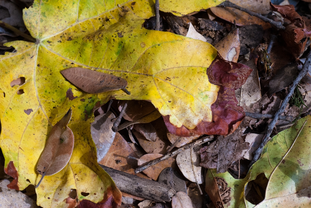 Crystal Sequoia, California photograph. 